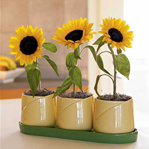 3 sunflowers