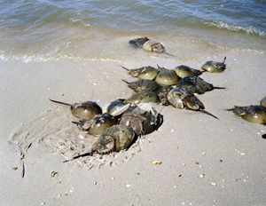 horseshoe crabs