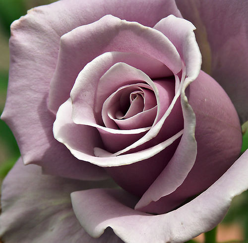 purple rose